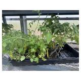 Flat of Mixed Vegetables and Herbs