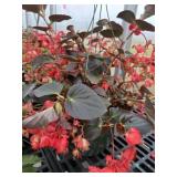 12' Hanging Basket