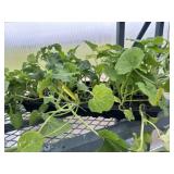 Flat of Mixed Vine Crops
