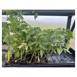 Flat of Mixed Vegetables and Herbs