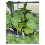 Flat of Mixed Vine Crops