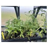 Flat of Mixed Vegetables and Herbs