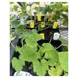 Flat of Mixed Vine Crops