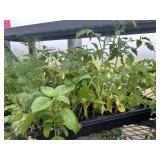 Flat of Mixed Vegetables and Herbs