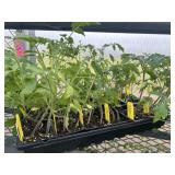 Flat of Mixed Vegetables and Herbs