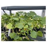 Flat of Mixed Vine Crops