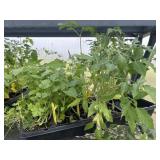 Flat of Mixed Vegetables and Herbs