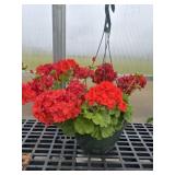 12' Hanging Basket