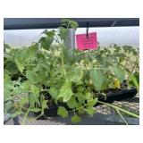Flat of Mixed Vegetables and Herbs