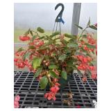 12' Hanging Basket