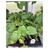 Flat of Mixed Vine Crops