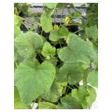 Flat of Mixed Vine Crops