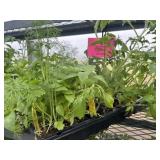 Flat of Mixed Vegetables and Herbs