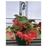 12' Hanging Basket