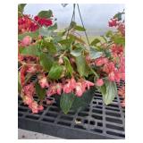 10' Hanging Basket