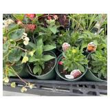 Flat of Mixed Flowers