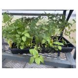 Flat of Mixed Vegetables and Herbs