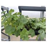 Flat of Mixed Vine Crops