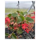 10' Hanging Basket