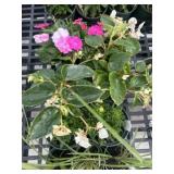 Flat of Mixed Flowers