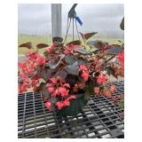 12' Hanging Basket