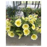 12' Hanging Basket