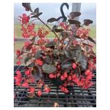 10' Hanging Basket