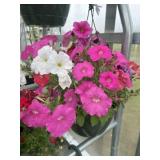 10' Hanging Basket