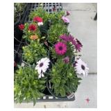 Flat of Mixed Flowers