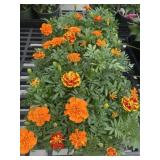 Flat of Mixed Flowers