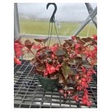 10' Hanging Basket