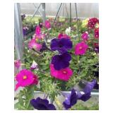10' Hanging Basket