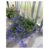12' Hanging Basket