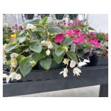 Flat of Mixed Flowers