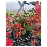 12' Hanging Basket