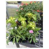 Flat of Mixed Flowers