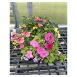 Flat of Mixed Flowers