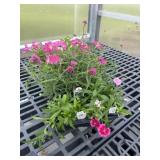 Flat of Mixed Flowers