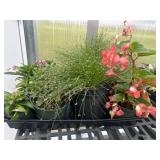Flat of Mixed Flowers