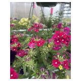 10' Hanging Basket