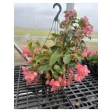 10' Hanging Basket