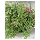 12' Hanging Basket