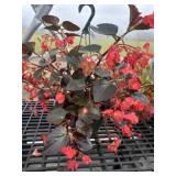 10' Hanging Basket
