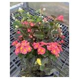 Flat of Mixed Flowers