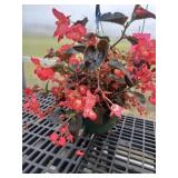 12' Hanging Basket