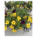 12' Hanging Basket