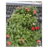 Flat of Mixed Flowers