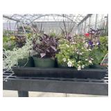 Flat of Mixed Flowers