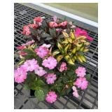 Flat of Mixed Flowers