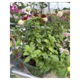 10' Hanging Basket